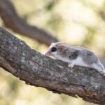 Marmosy: klíč k pochopení nejmenších vačnatců v Argentině