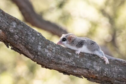 Marmosy: klíč k pochopení nejmenších vačnatců v Argentině