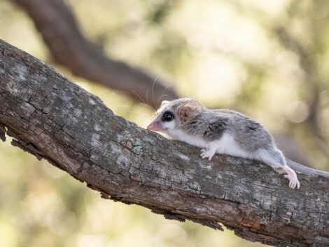 Marmosy: klíč k pochopení nejmenších vačnatců v Argentině