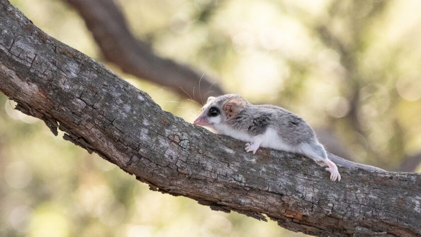 Marmosy: klíč k pochopení nejmenších vačnatců v Argentině