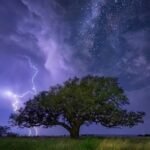 Neobvyklé chování tropického stromu a jeho vliv na ekosystémy