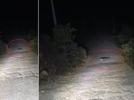 Neobvyklé setkání s krokodýlem v Telanganě