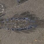 Nový druh prehistorického živočícha: Mosra