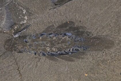 Nový druh prehistorického živočícha: Mosra