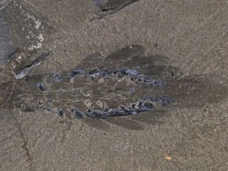 Nový druh prehistorického živočícha: Mosra