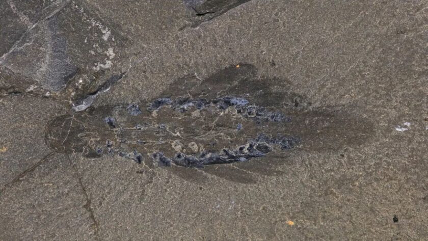 Nový druh prehistorického živočícha: Mosra