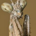 Objev nového druhu: hadí skákavá modlitebníček a jeho fascinantní chování