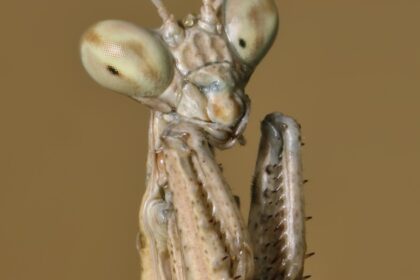 Objev nového druhu: hadí skákavá modlitebníček a jeho fascinantní chování