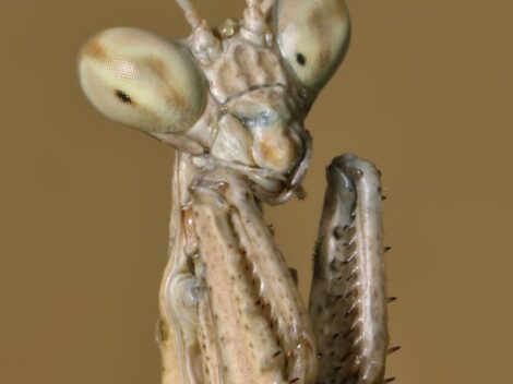 Objev nového druhu: hadí skákavá modlitebníček a jeho fascinantní chování