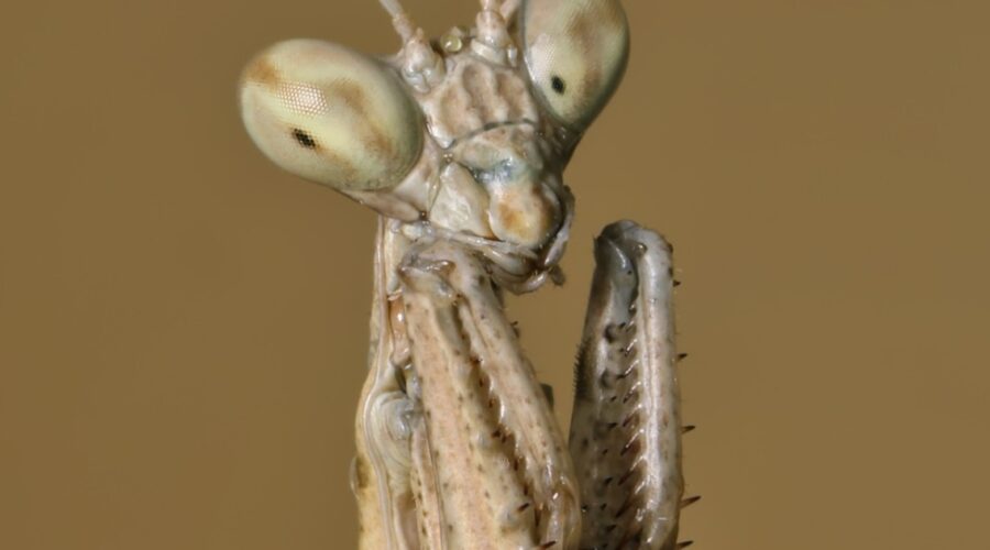 Objev nového druhu: hadí skákavá modlitebníček a jeho fascinantní chování