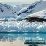 Objev nových mořských druhů v Antarktidě