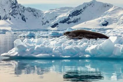 Objev nových mořských druhů v Antarktidě