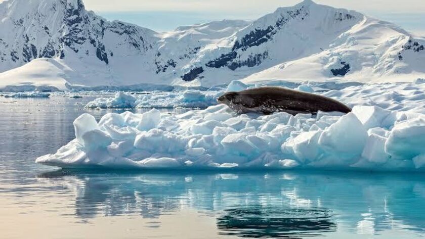 Objev nových mořských druhů v Antarktidě