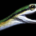 Objevování nových druhů: Skryté poklady biologické rozmanitosti