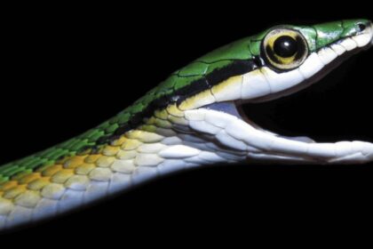 Objevování nových druhů: Skryté poklady biologické rozmanitosti