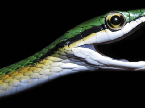 Objevování nových druhů: Skryté poklady biologické rozmanitosti