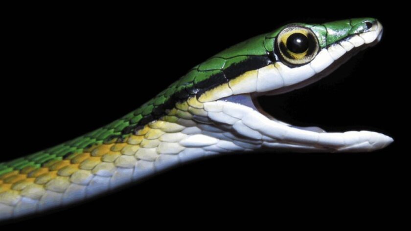 Objevování nových druhů: Skryté poklady biologické rozmanitosti