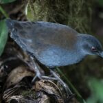 Obnovení Galapágské rale po 200 letech