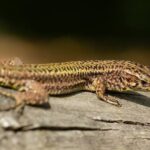 Ochrana barevné rozmanitosti u ještěrů