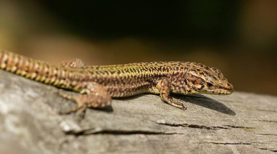 Ochrana barevné rozmanitosti u ještěrů