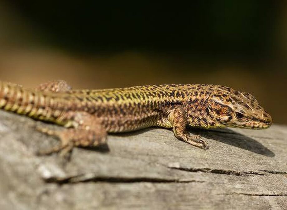 Ochrana barevné rozmanitosti u ještěrů