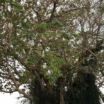 Ochrana cenného stromu na ostrově Lý Sơn