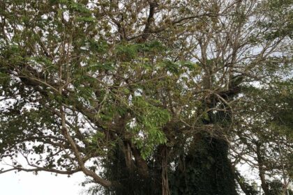 Ochrana cenného stromu na ostrově Lý Sơn