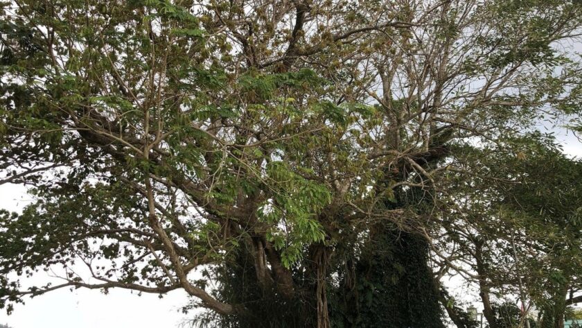 Ochrana cenného stromu na ostrově Lý Sơn