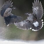 Orzechówka zwyczajna – niezwykły ptak z wyjątkową pamięcią przestrzenną