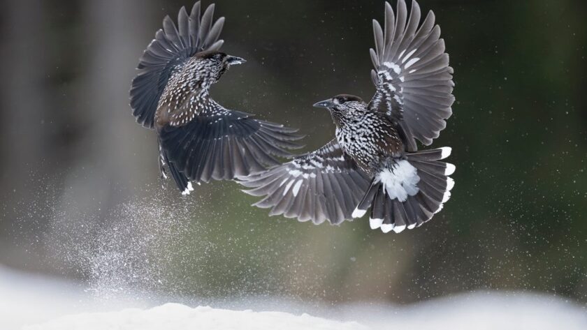 Orzechówka zwyczajna – niezwykły ptak z wyjątkową pamięcią przestrzenną