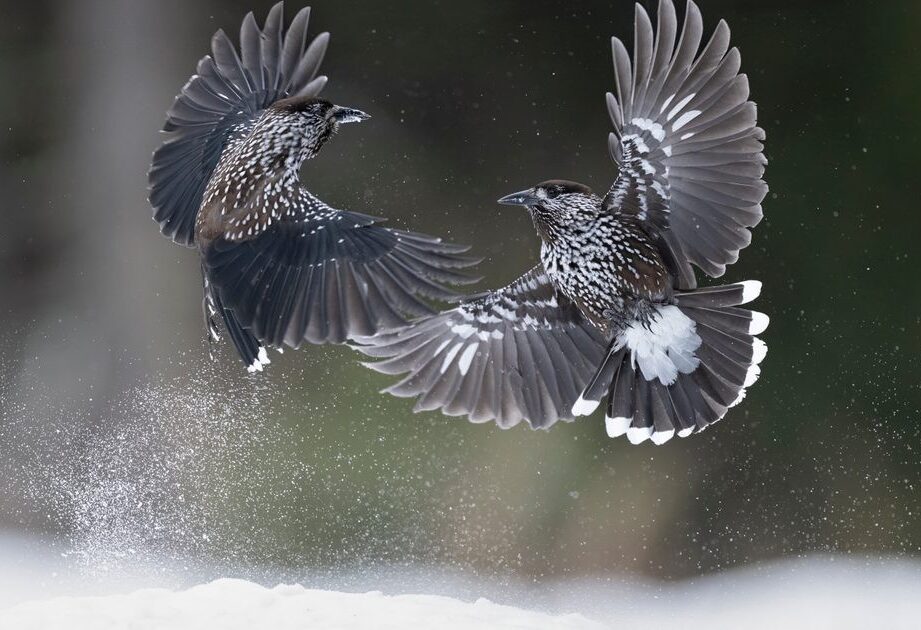 Orzechówka zwyczajna – niezwykły ptak z wyjątkową pamięcią przestrzenną