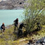 Pokrok invazivní druhy: Kácení vrb pro ochranu povodí řeky Manso a zachování domorodého lesa v Bariloche