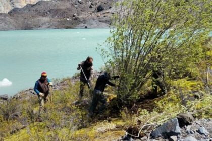 Pokrok invazivní druhy: Kácení vrb pro ochranu povodí řeky Manso a zachování domorodého lesa v Bariloche