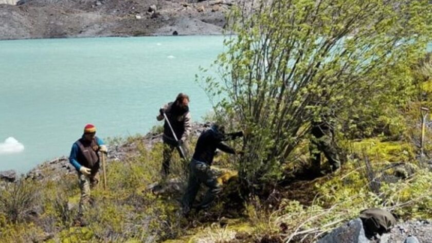 Pokrok invazivní druhy: Kácení vrb pro ochranu povodí řeky Manso a zachování domorodého lesa v Bariloche