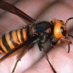 Problém s Vespami v Málaze: Nárůst Invasivních Druhů