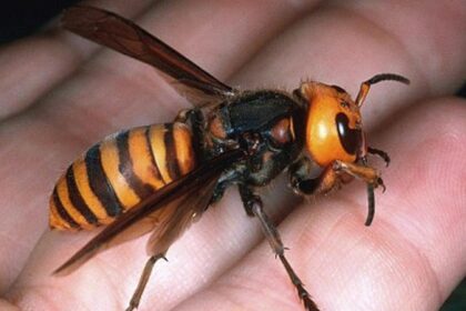 Problém s Vespami v Málaze: Nárůst Invasivních Druhů