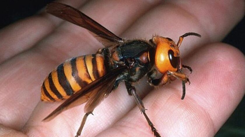 Problém s Vespami v Málaze: Nárůst Invasivních Druhů