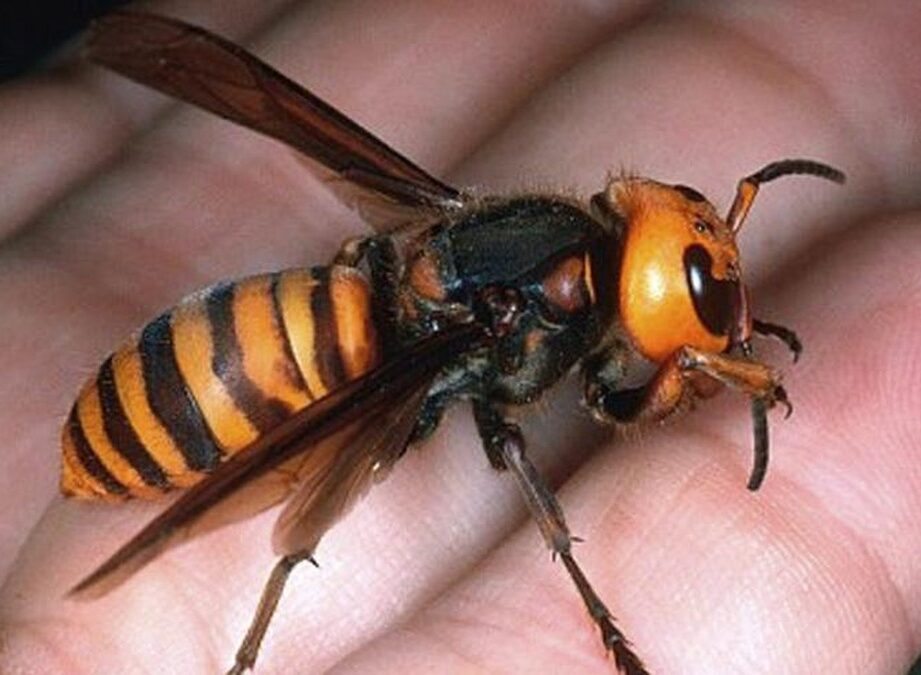 Problém s Vespami v Málaze: Nárůst Invasivních Druhů