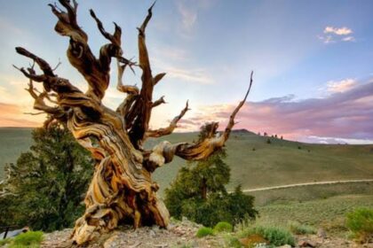 Prometheus: Tragédie, která změnila ochranu nejstarších stromů