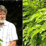 Šilkmedis: Augalas, Kuris Papuoš Jūsų Sodo Kieme