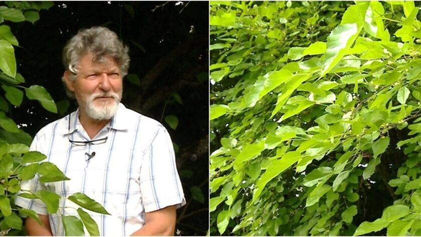 Šilkmedis: Augalas, Kuris Papuoš Jūsų Sodo Kieme