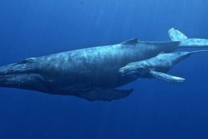 Tajemství dlouhověkosti v říši zvířat