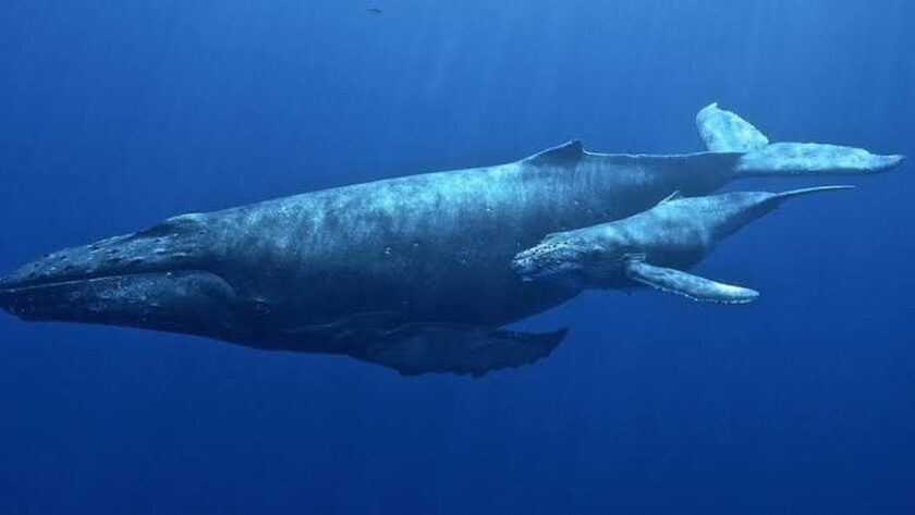 Tajemství dlouhověkosti v říši zvířat