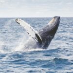 Tajemství dlouhověkosti spočívá v chladu