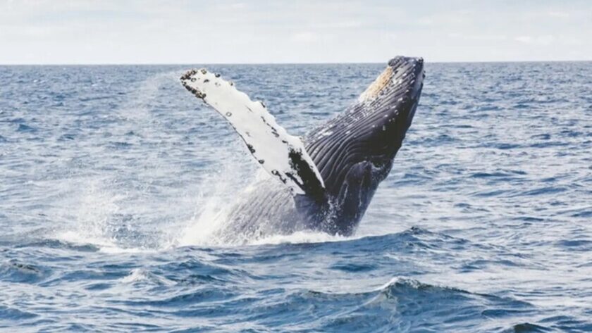 Tajemství dlouhověkosti spočívá v chladu