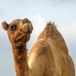 Unt: Král pouště a jeho schopnost přežít bez vody