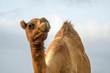 Unt: Král pouště a jeho schopnost přežít bez vody