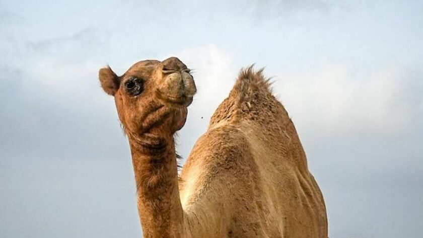 Unt: Král pouště a jeho schopnost přežít bez vody