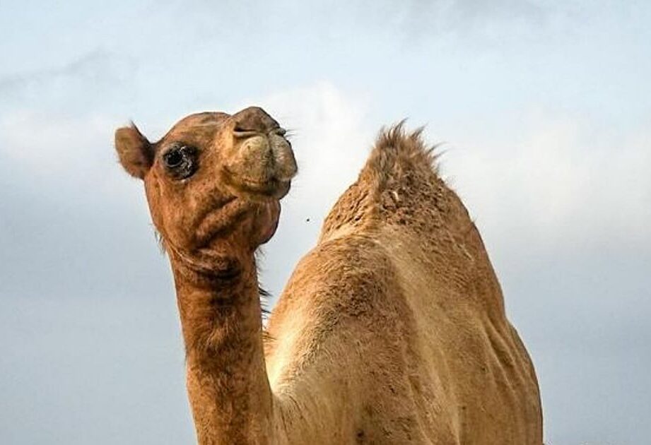 Unt: Král pouště a jeho schopnost přežít bez vody