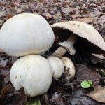 Výlety za poznáním: Flora, Fauna a Houbová Expedice v Jacksonově demonstračním státním lese